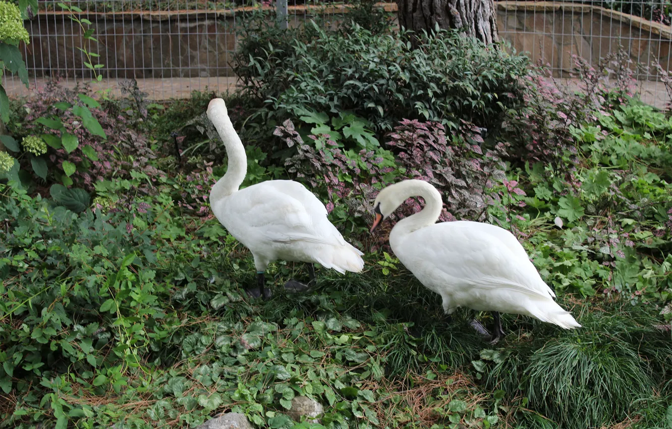 Photo wallpaper grass, swans, grazing
