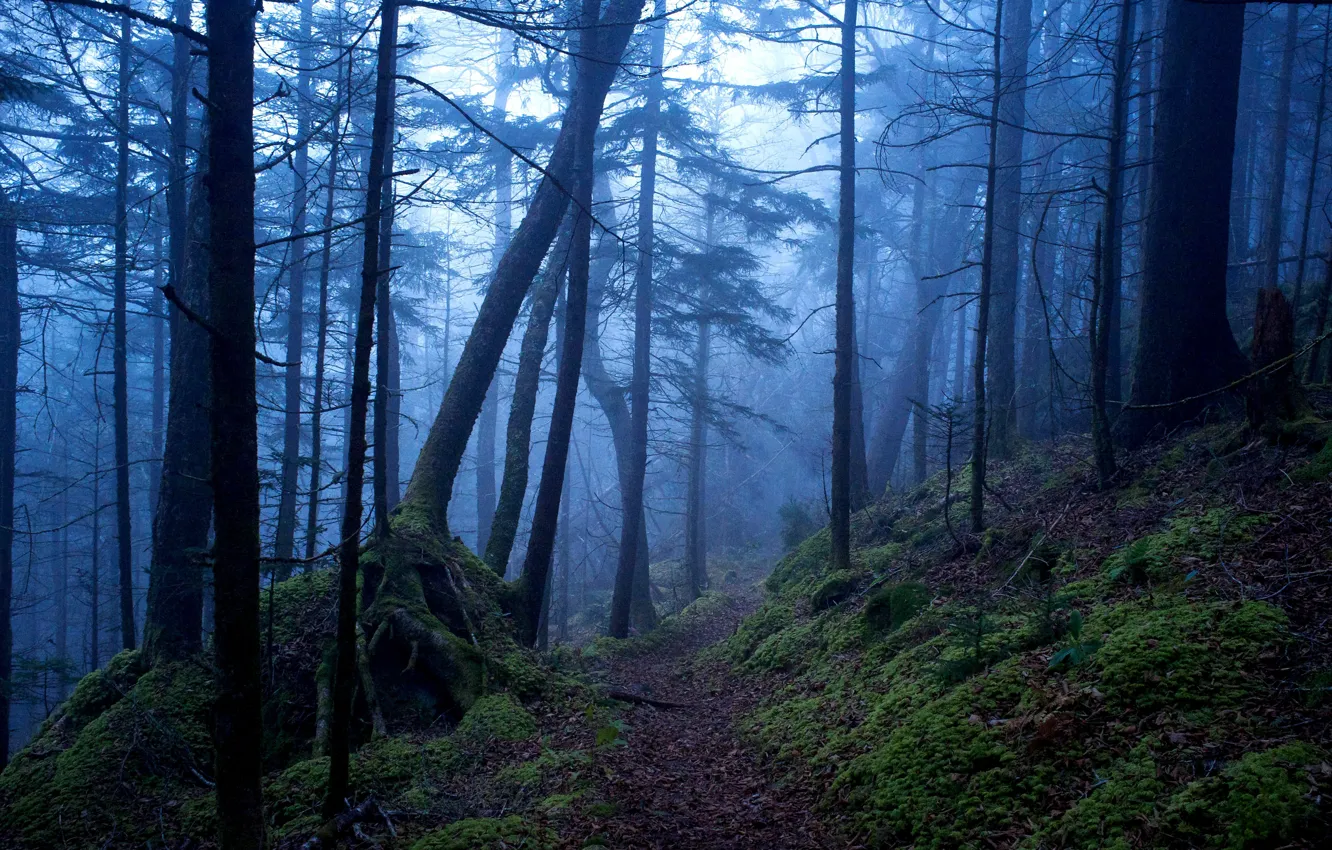 Photo wallpaper forest, trees, nature, fog, USA, path, Great Smoky Mountains