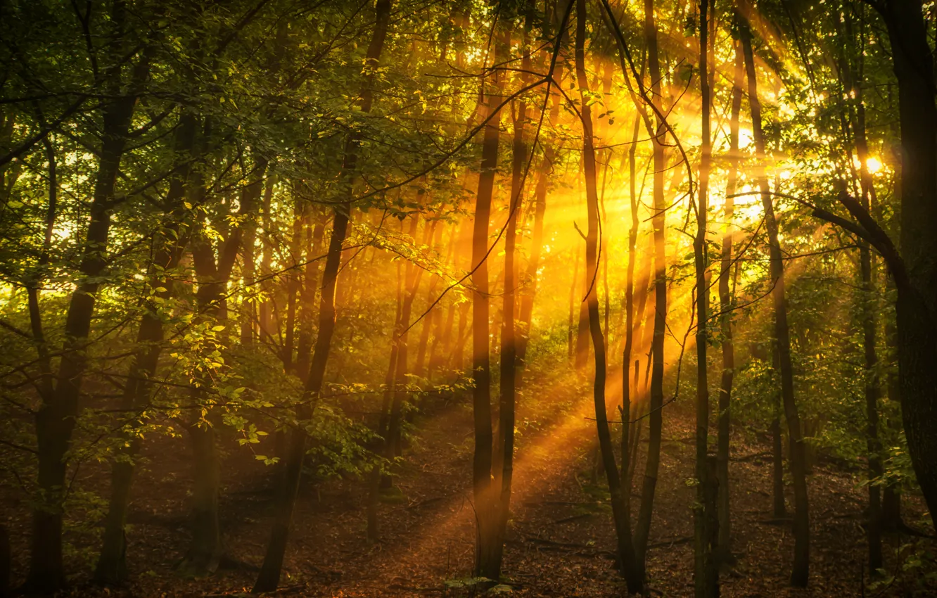 Photo wallpaper forest, trees, the rays of the sun