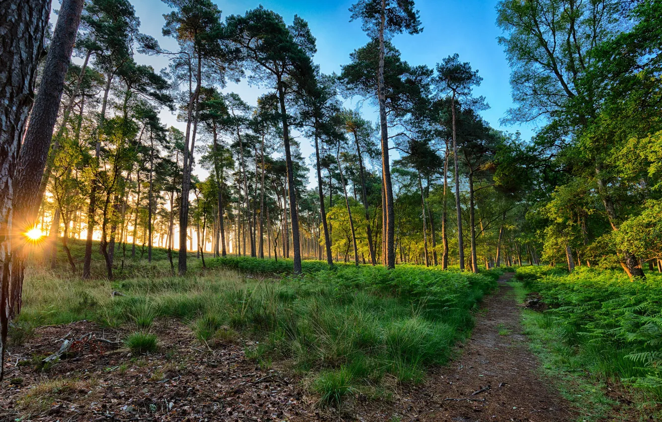 Photo wallpaper forest, grass, the sun, rays, light, trees, nature, branch