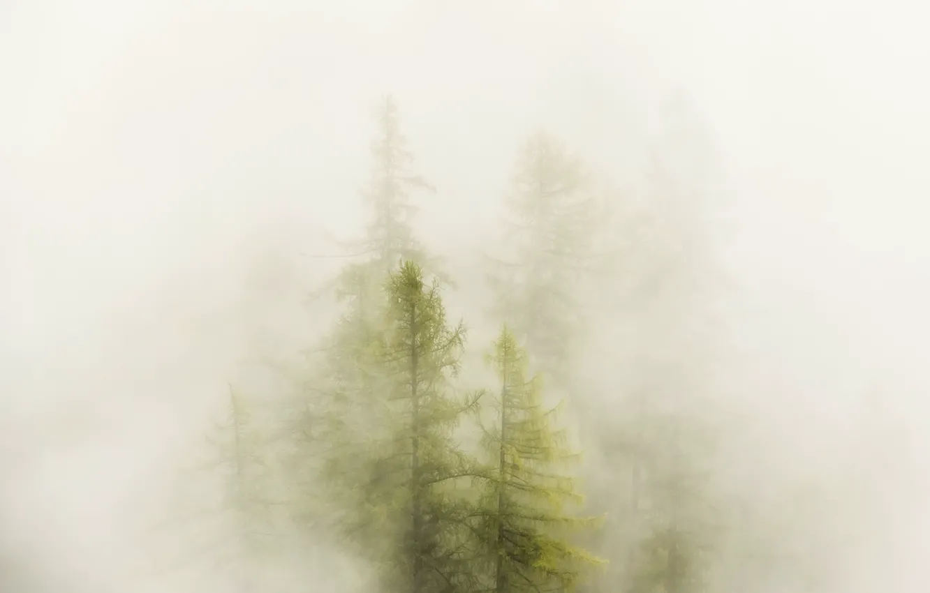 Photo wallpaper autumn, forest, fog