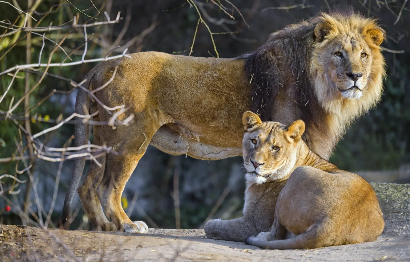 Photo wallpaper nature, Leo, lioness