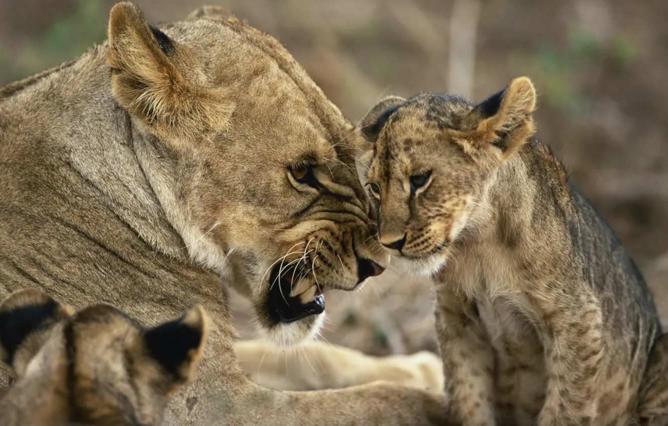 Photo wallpaper animal, lioness, lion