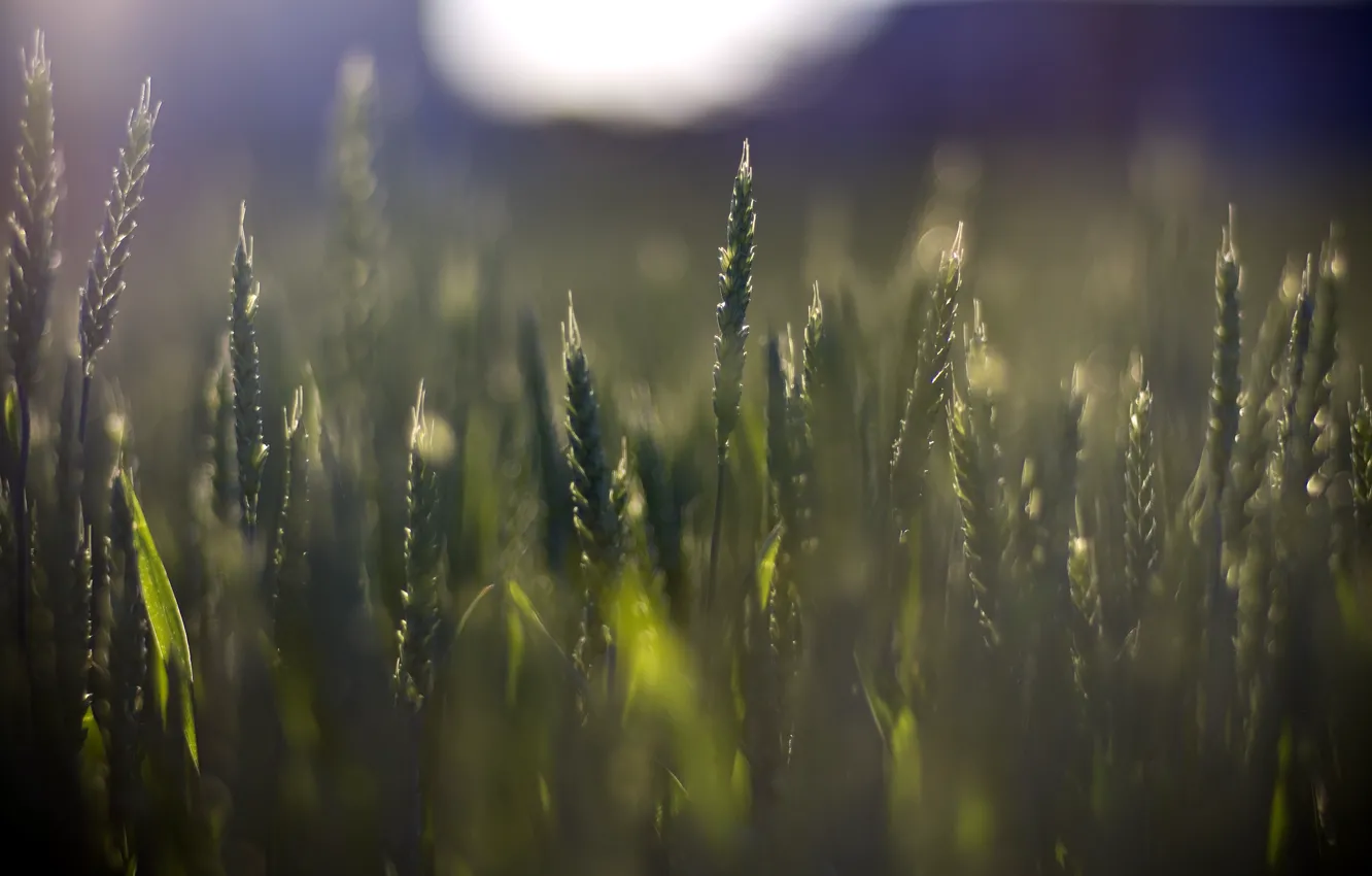 Photo wallpaper wheat, macro, green, background, widescreen, Wallpaper, vegetation, plant