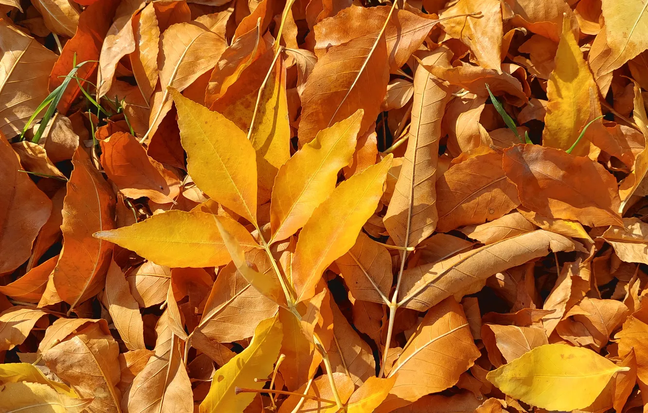 Photo wallpaper autumn, leaves, yellow leaves