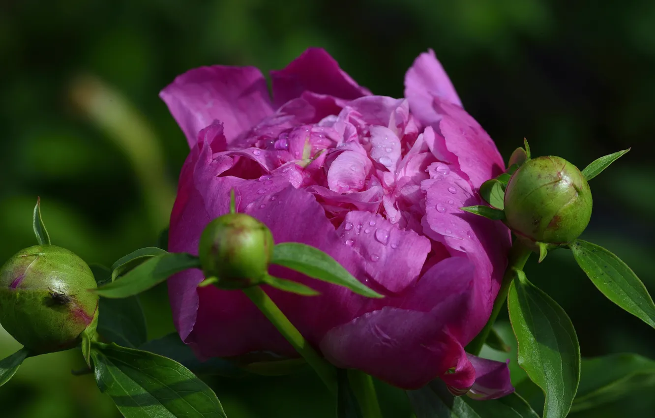 Photo wallpaper pink, buds, peonies