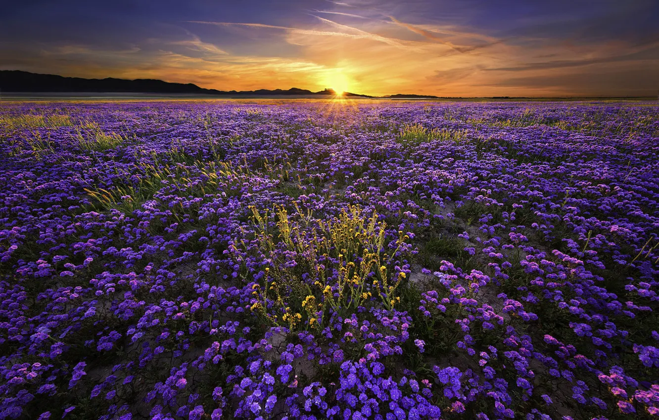 Photo wallpaper field, the sun, landscape, sunset, flowers, nature
