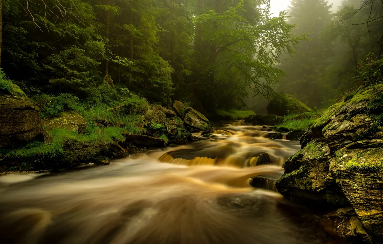Photo wallpaper forest, nature, river