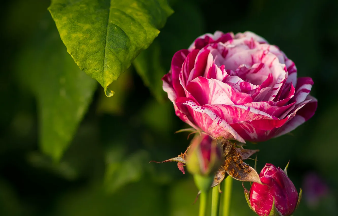 Photo wallpaper leaves, macro, roses, buds