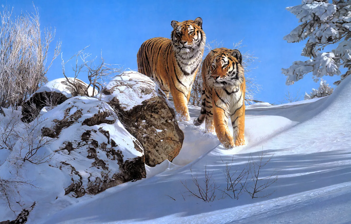 Photo wallpaper winter, snow, pair, tigers, two, two tigers, Simon Combes