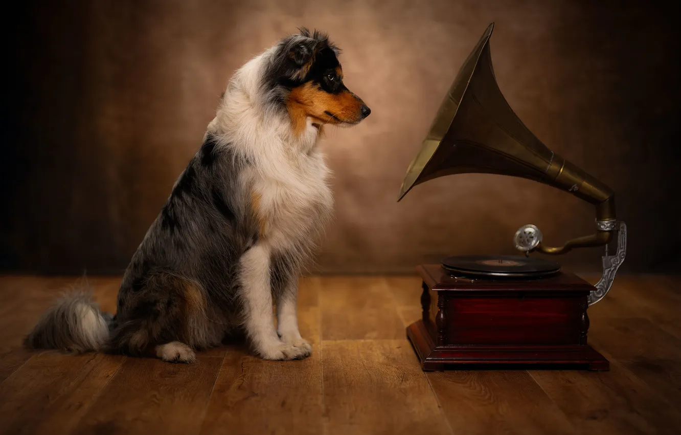 Photo wallpaper each, dog, gramophone