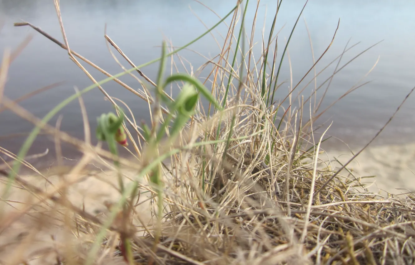 Photo wallpaper grass, lake, Belarus
