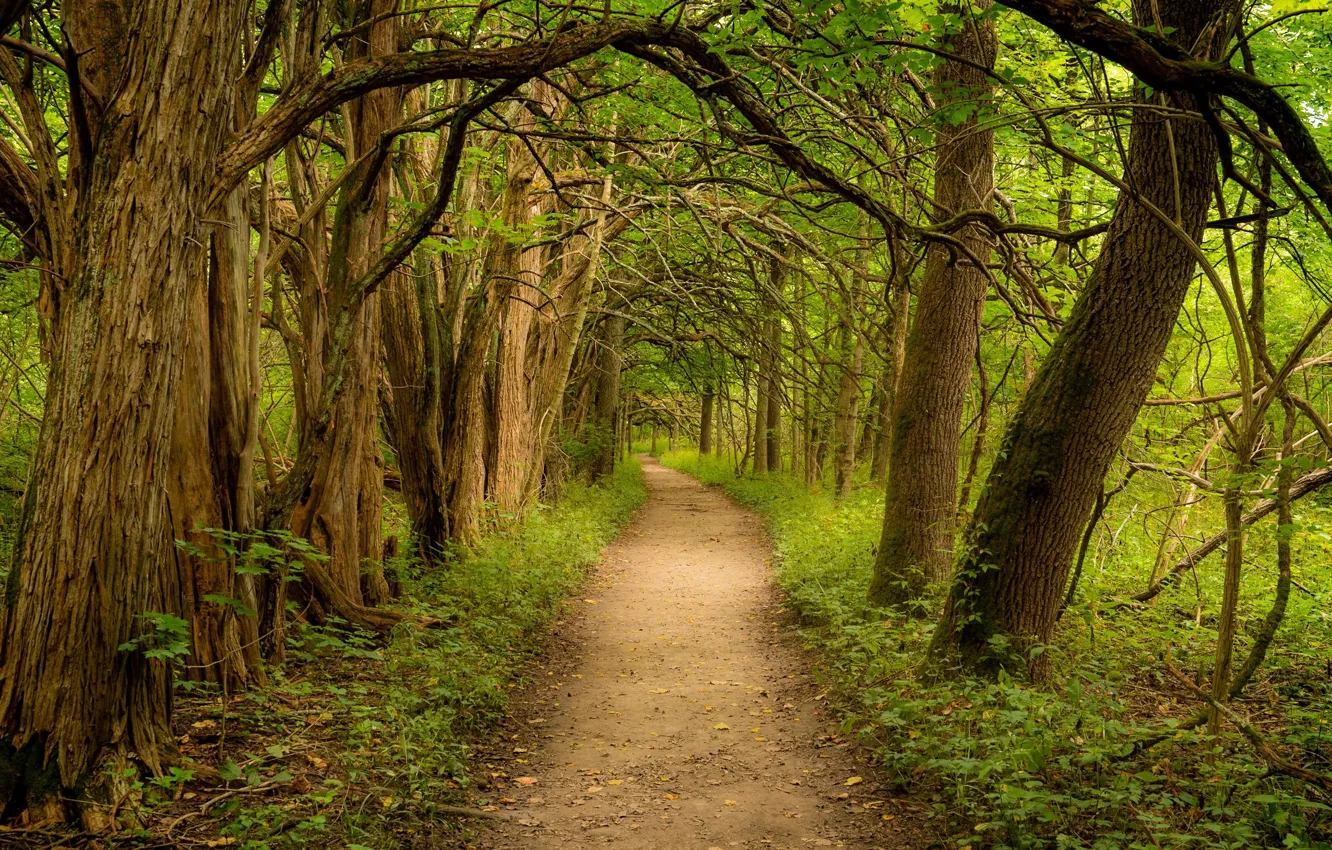 Photo wallpaper forest, trees, way