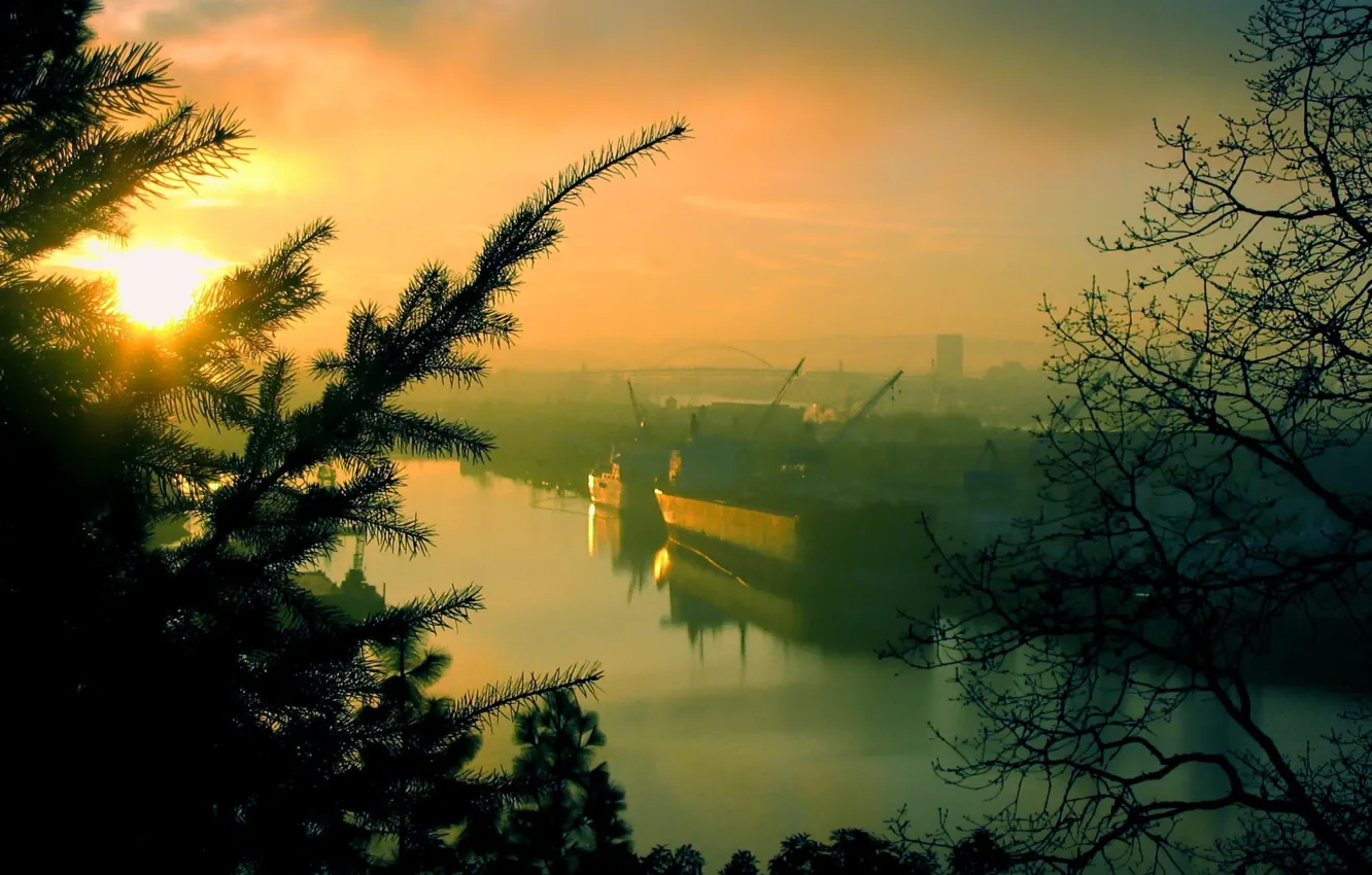 Photo wallpaper trees, morning, port