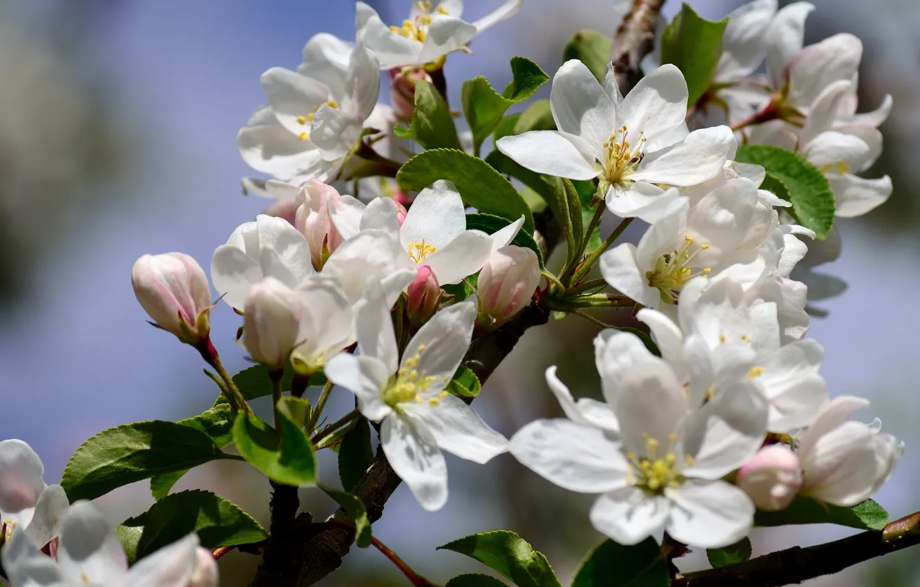 Photo wallpaper macro, flowers, branches, spring, Apple, flowering