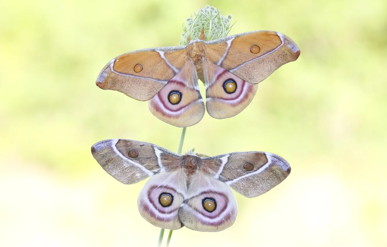 Photo wallpaper butterfly, a blade of grass, yellow background