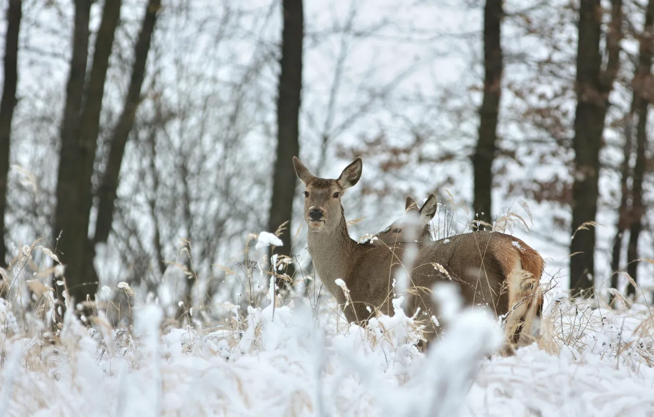 Photo wallpaper winter, frost, forest, snow, trees, deer, spikelets, pair