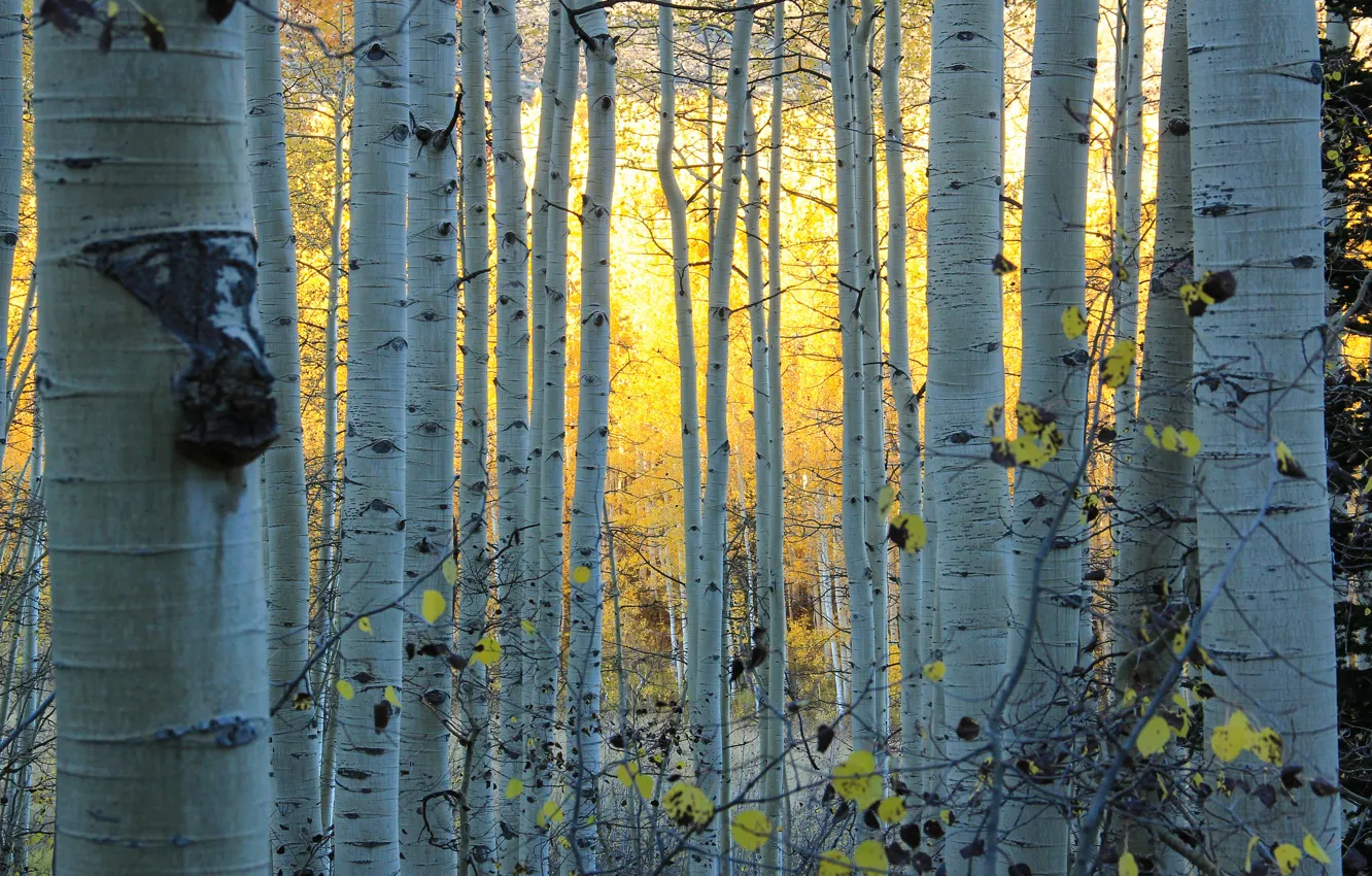 Photo wallpaper autumn, forest, Colorado, USA, grove, aspen, Aspen