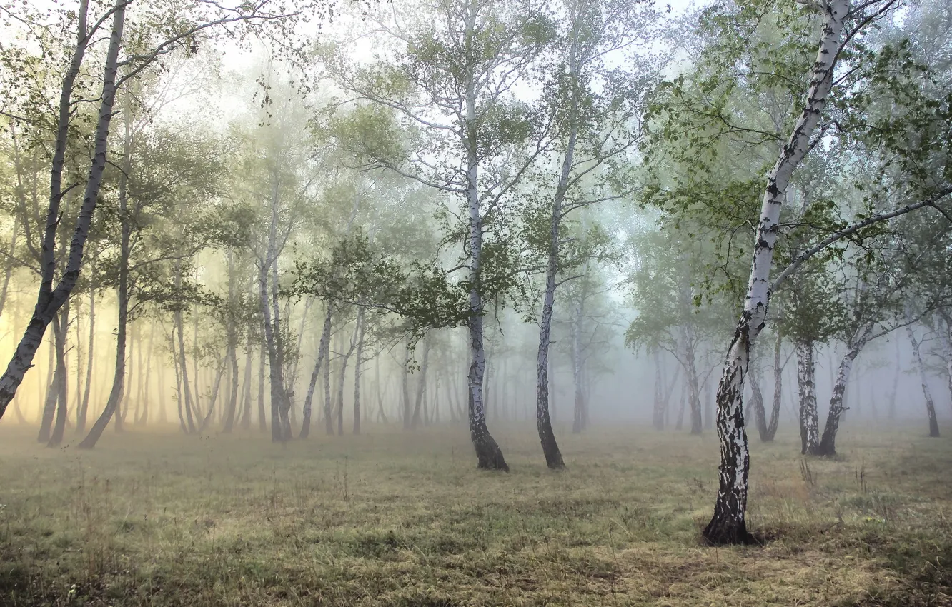 Photo wallpaper forest, birch, grove