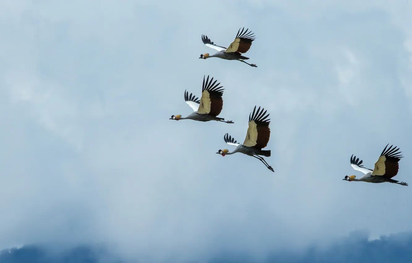 Photo wallpaper birds, Africa, Cranes