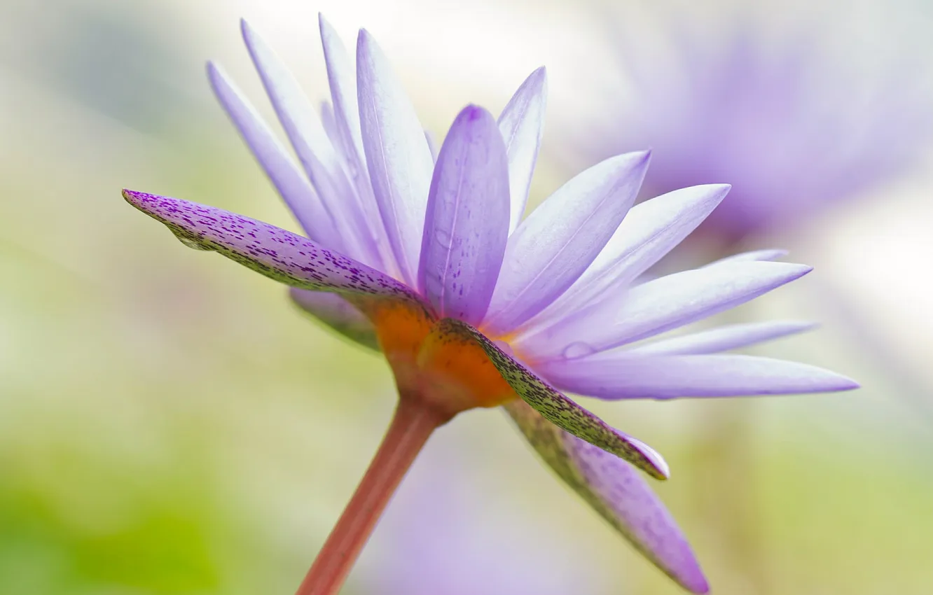 Photo wallpaper water, drops, flowers, petals, stem
