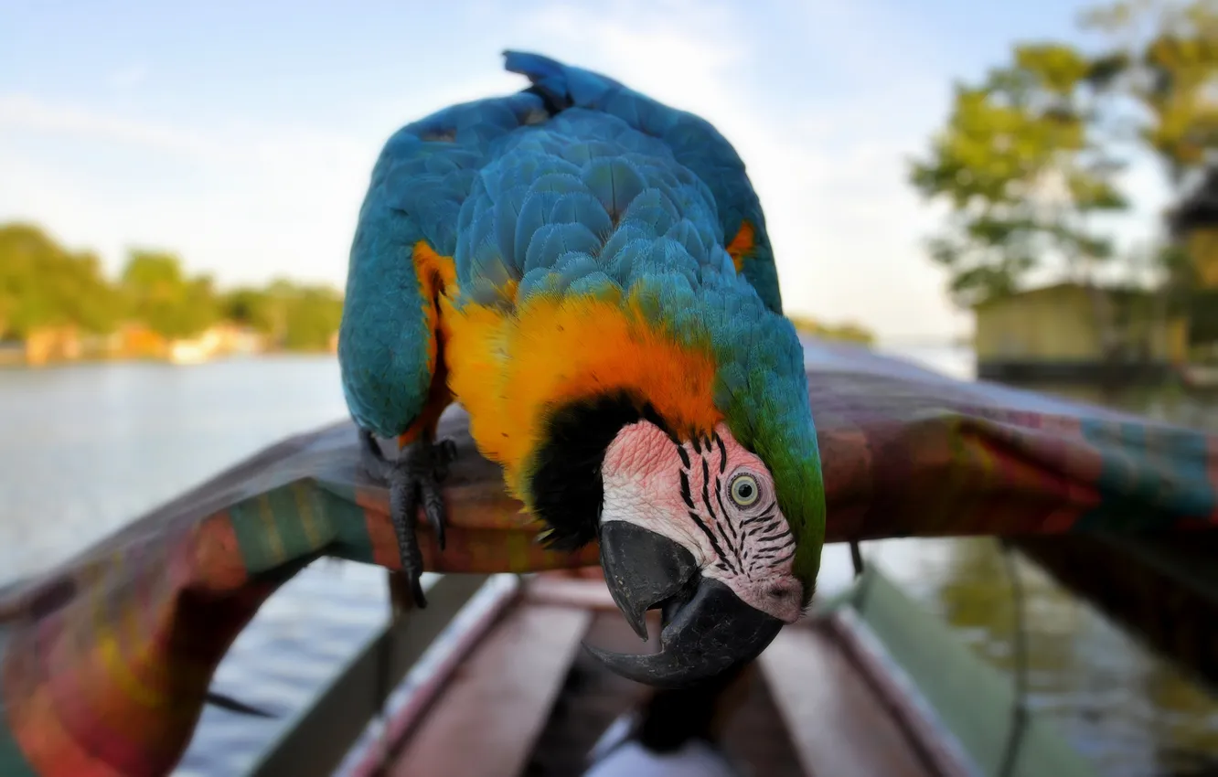 Photo wallpaper nature, bird, boat, feathers, beak, blur, parrot, coloring