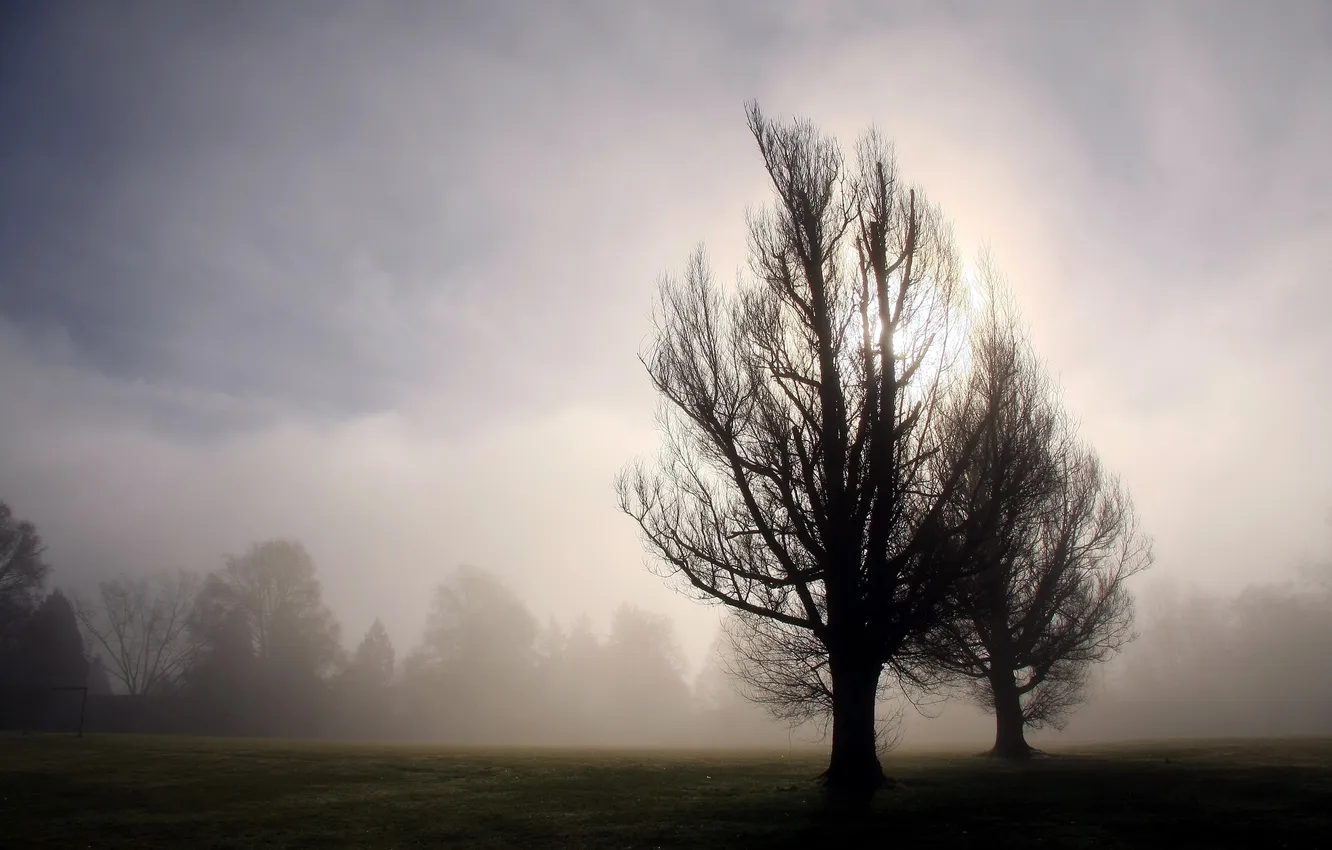 Photo wallpaper trees, landscape, fog, morning