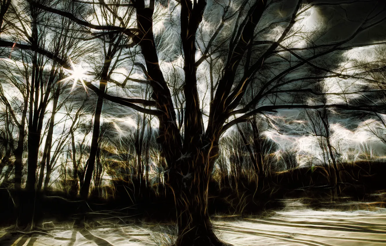 Photo wallpaper rays, light, trees