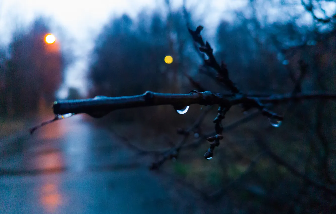 Photo wallpaper road, the sky, drops, trees, branches, Russia, bokeh, Artem