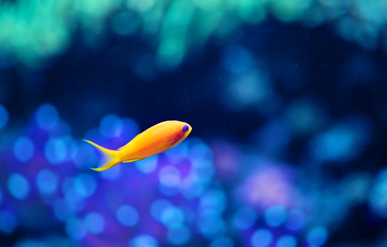 Wallpaper blue, orange, fish images for desktop, section животные ...