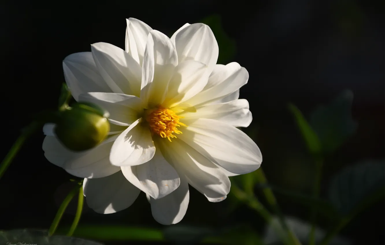 Photo wallpaper autumn, flowers, nature, October, dahlias