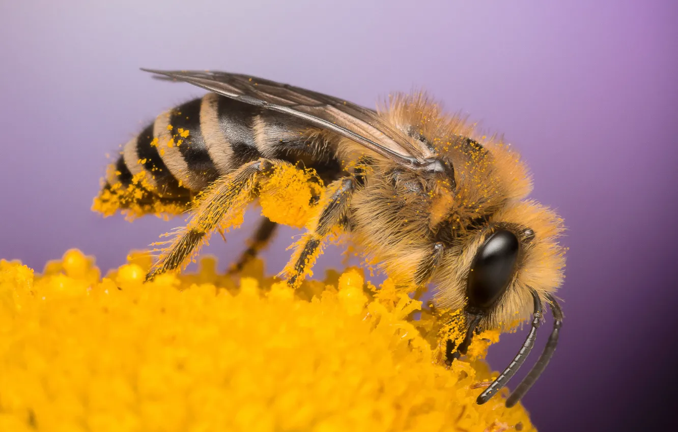 Photo wallpaper eyes, macro, flowers, yellow, bee, background, work, pollen