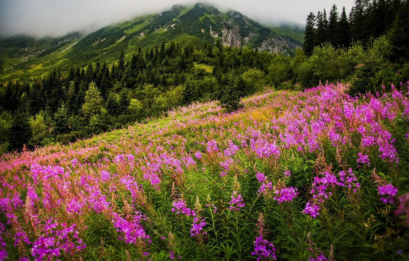 Photo wallpaper forest, summer, flowers, mountains, Tatras, Ivan-tea