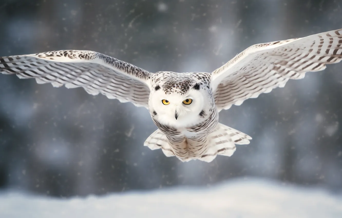 Photo wallpaper winter, white, look, snow, flight, owl, bird, portrait