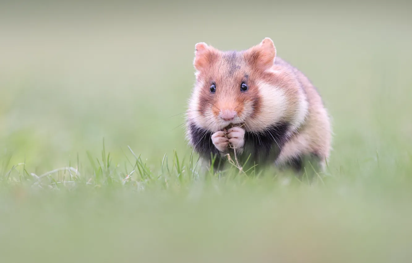 Photo wallpaper grass, hamster, blur, face, rodent, snack