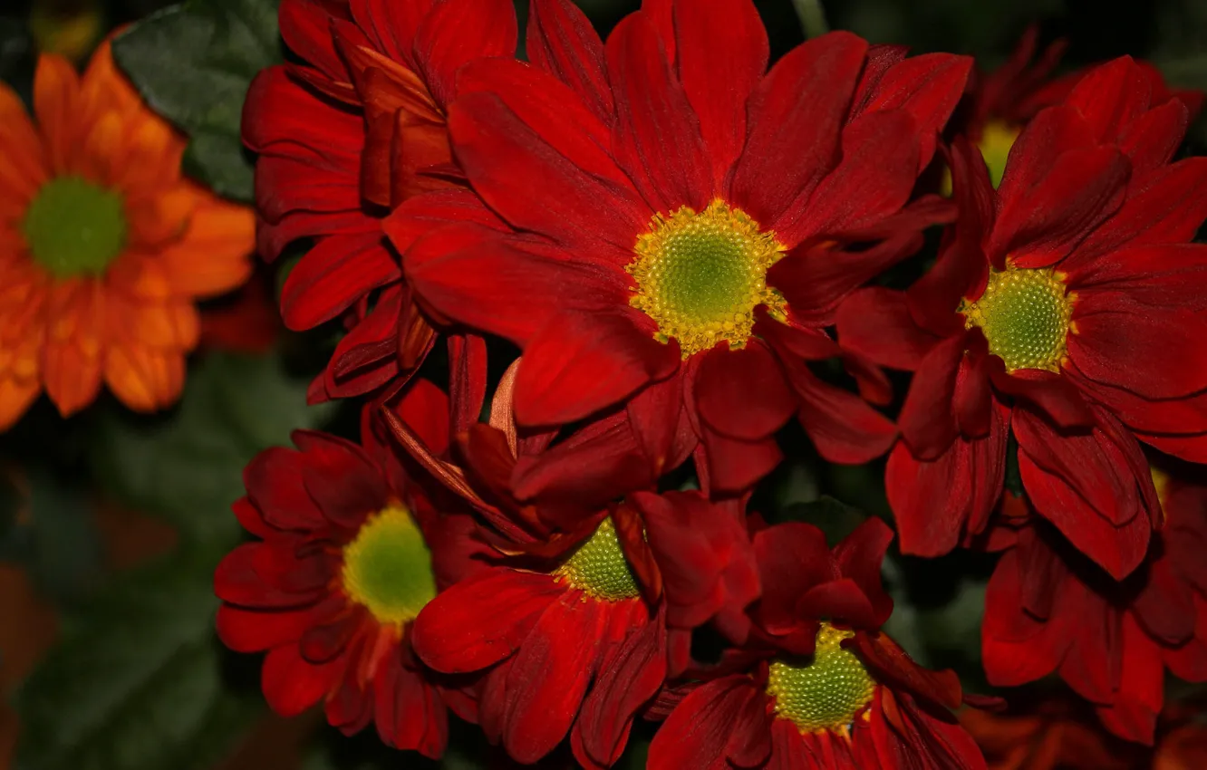 Photo wallpaper red, petals, chrysanthemum