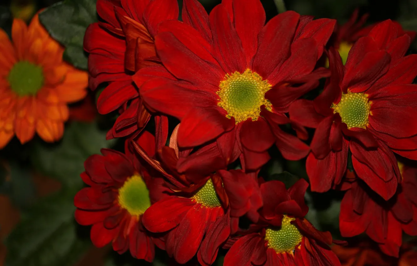 Photo wallpaper petals, red, chrysanthemum