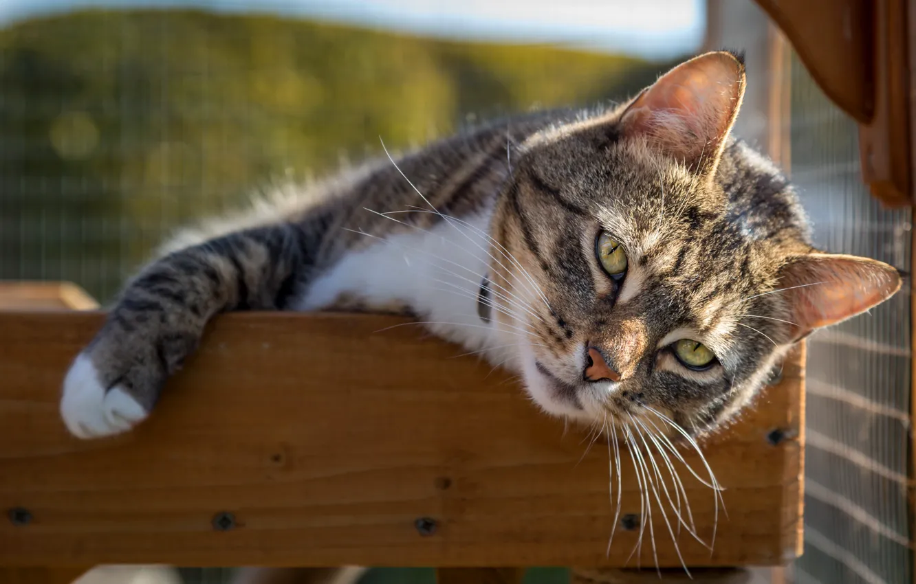 Photo wallpaper cat, cat, look, light, pose, grey, paw, lies