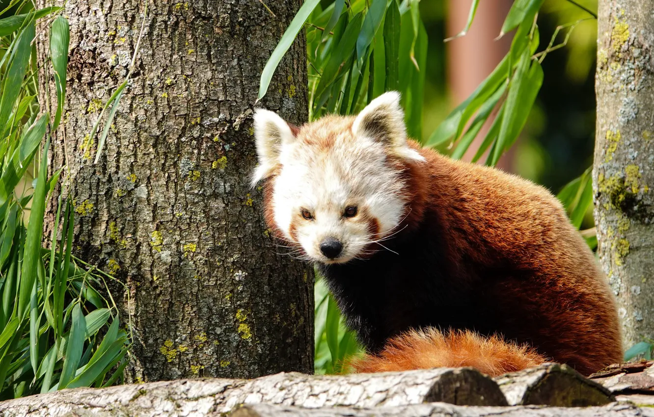 Photo wallpaper look, leaves, trees, branches, nature, red Panda, face, sitting