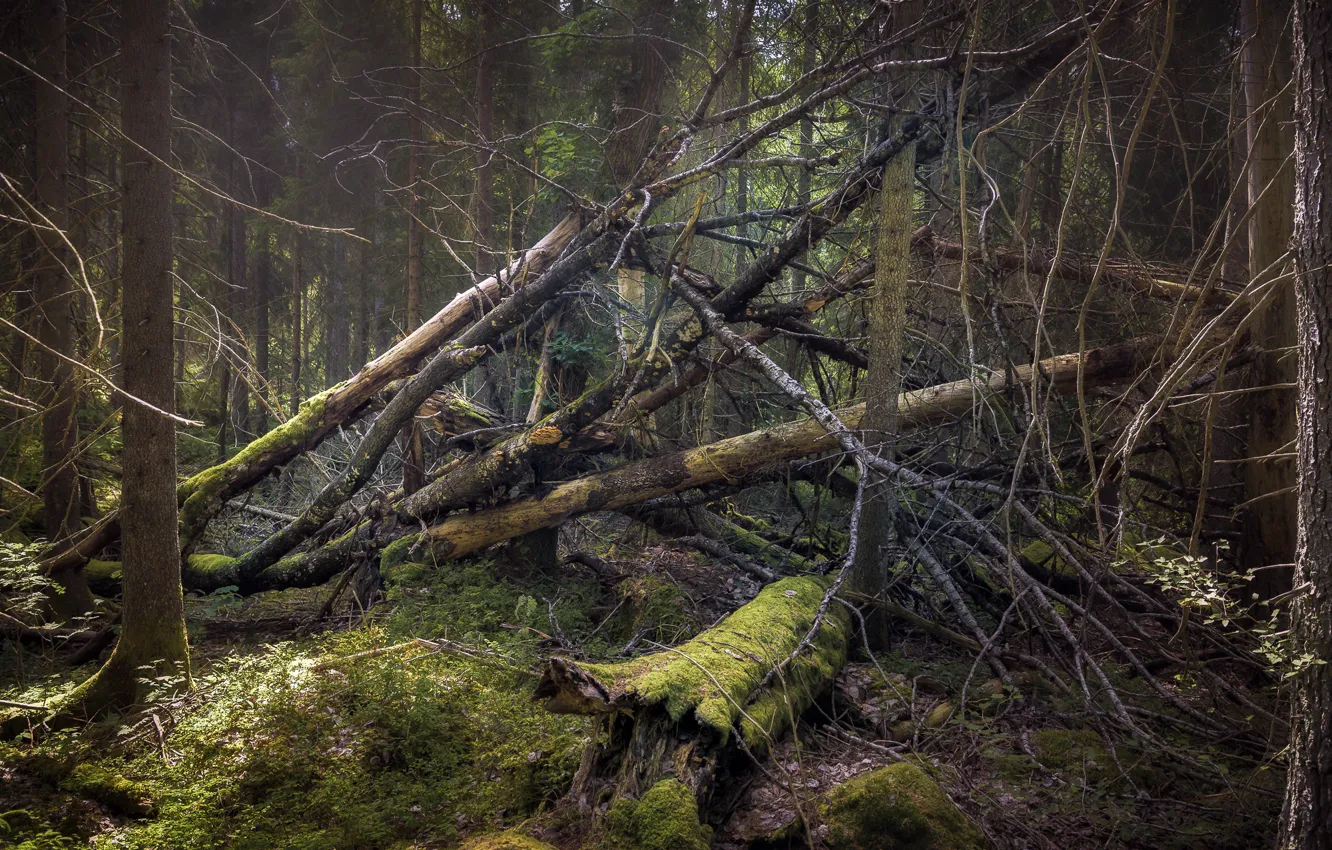 Photo wallpaper forest, trees, blockage