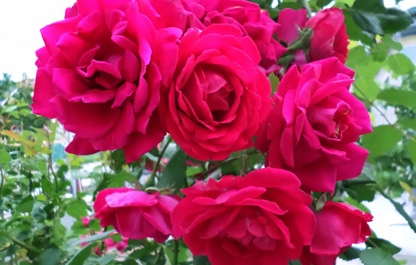 Photo wallpaper summer, red, roses, curly