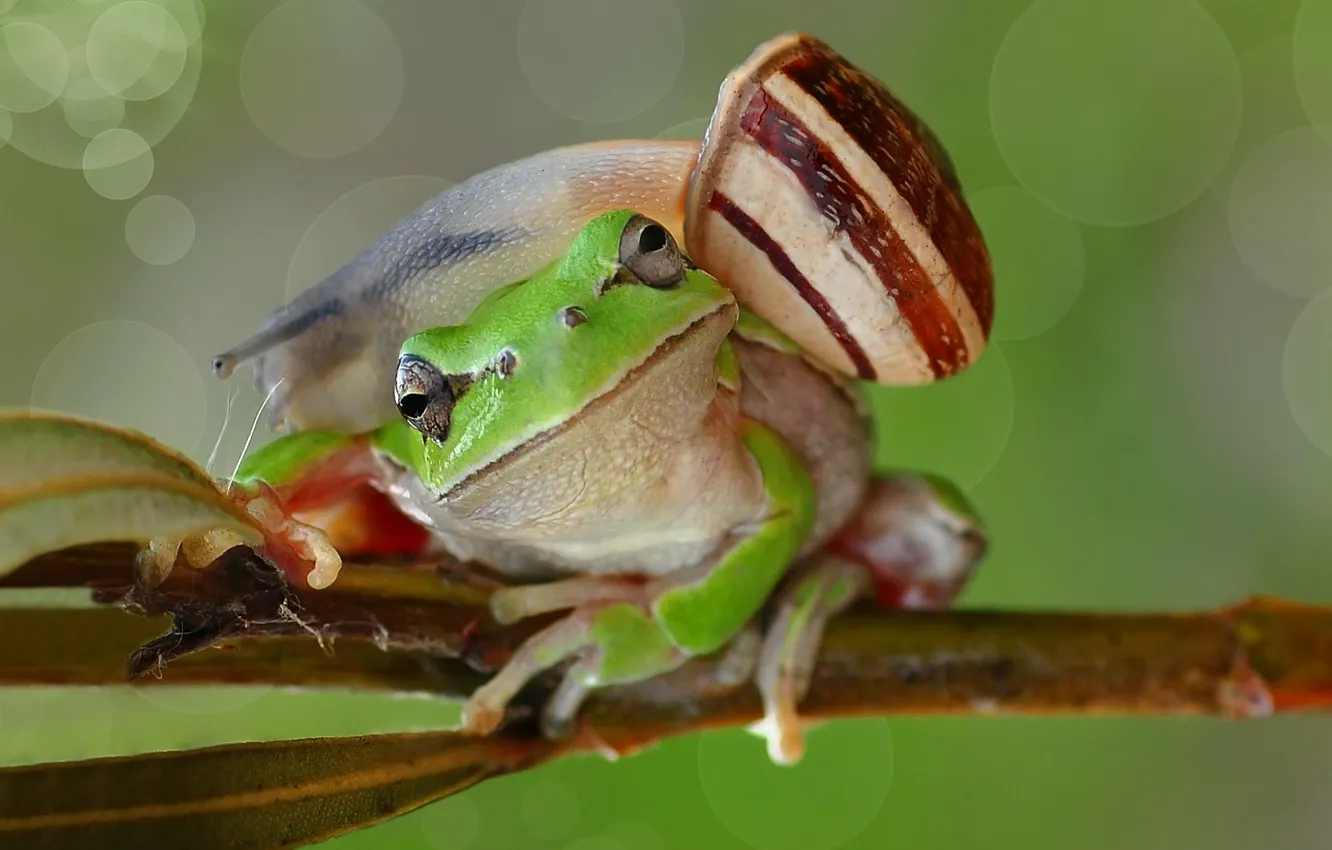 Photo wallpaper look, macro, branches, green, frog, snail, a couple, green background