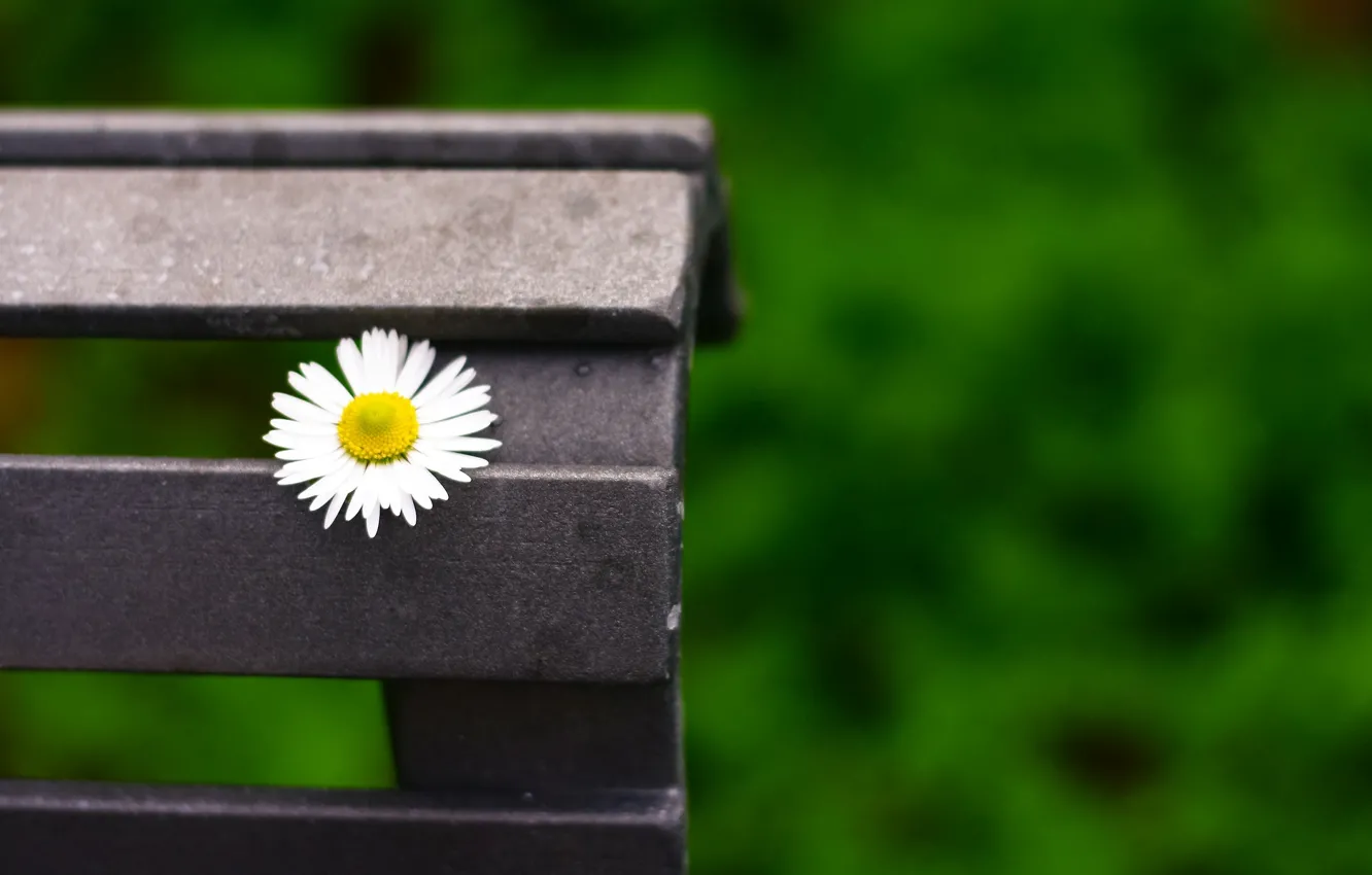 Photo wallpaper macro, flowers, bench, green, background, widescreen, Wallpaper, chamomile