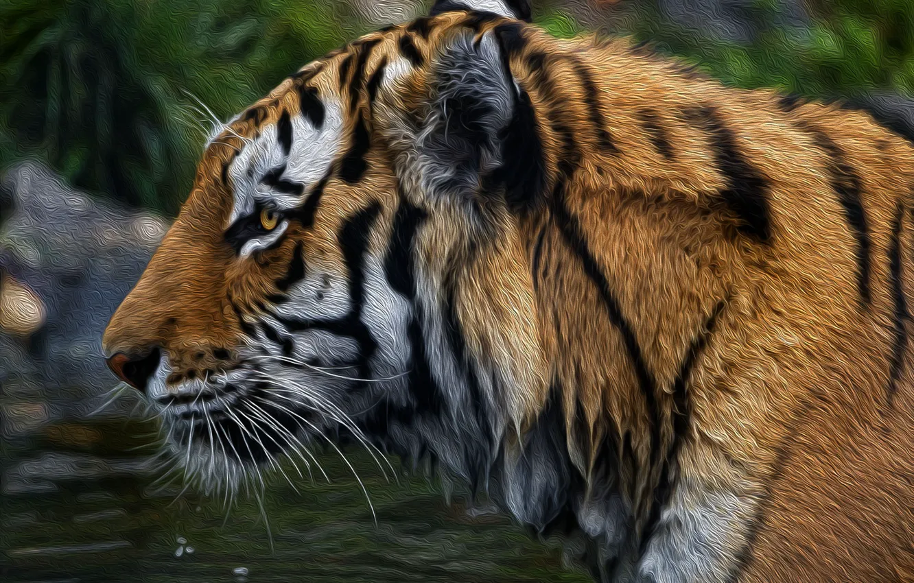 Photo wallpaper face, tiger, background