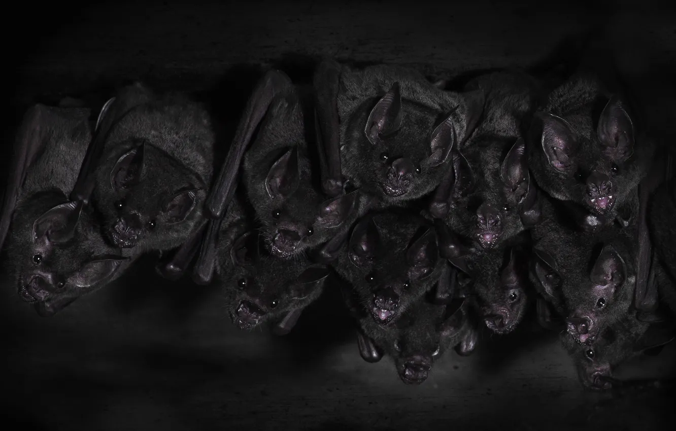 Photo wallpaper eyes, look, darkness, the dark background, bat, twilight, bats, mouse
