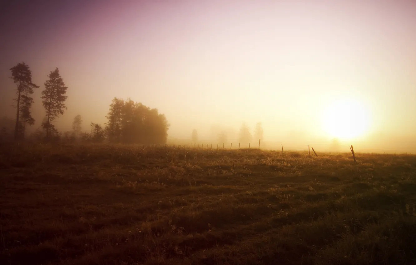Photo wallpaper field, the sky, trees, sunrise