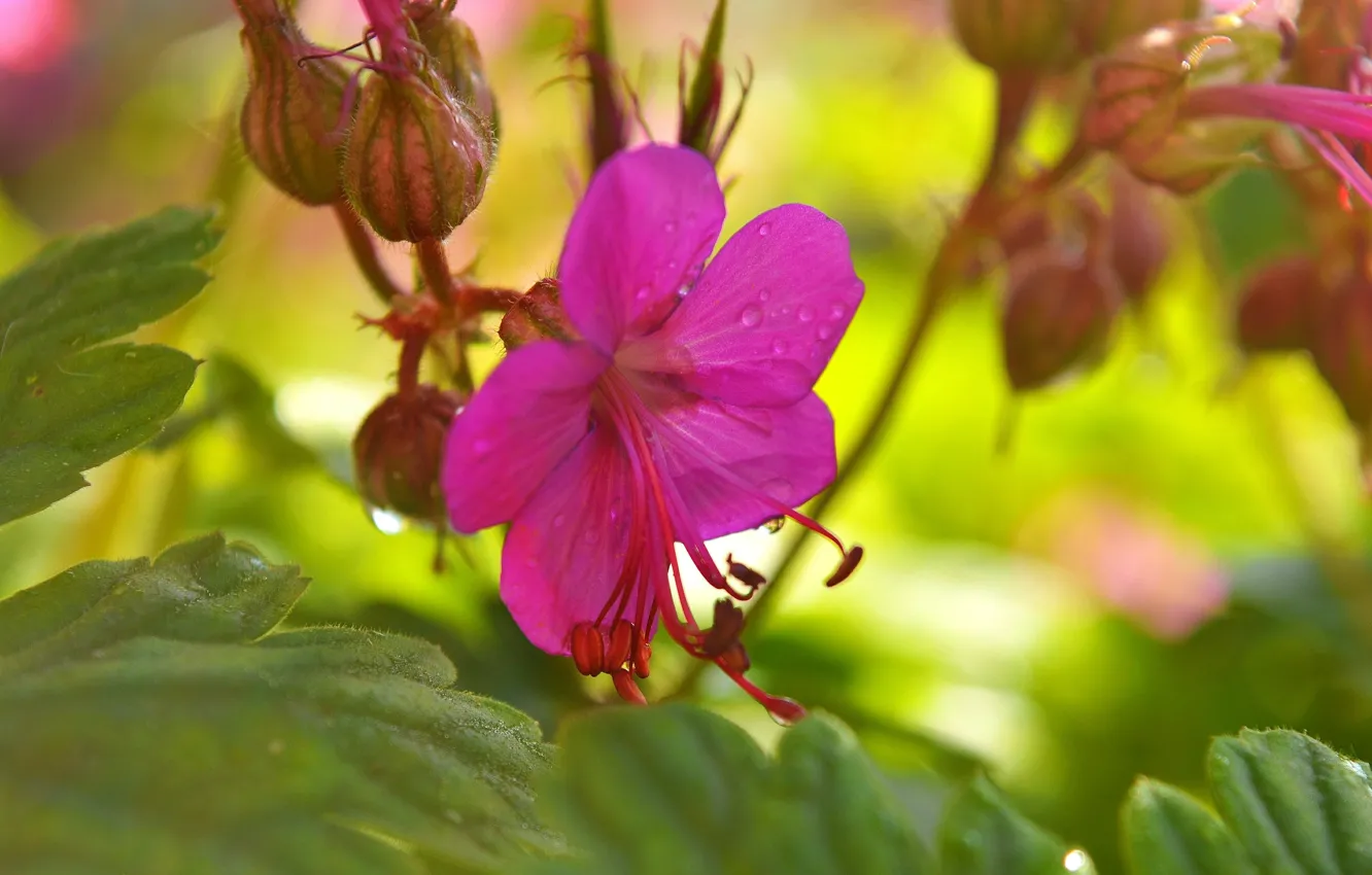 Photo wallpaper drops, drops, Pink flower, Pink flower