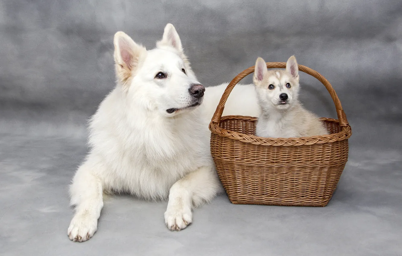 Photo wallpaper dogs, look, basket, two, dog, baby, puppy, lies