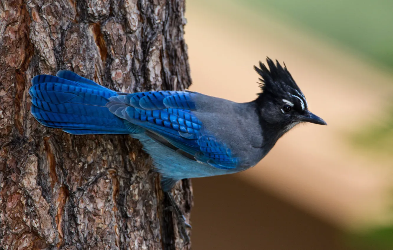 Photo wallpaper nature, tree, bird, blackheads Steller blue Jay