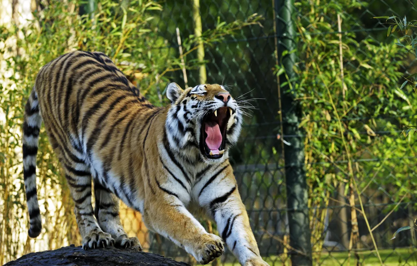 Photo wallpaper cat, tiger, mouth, yawns, Amur